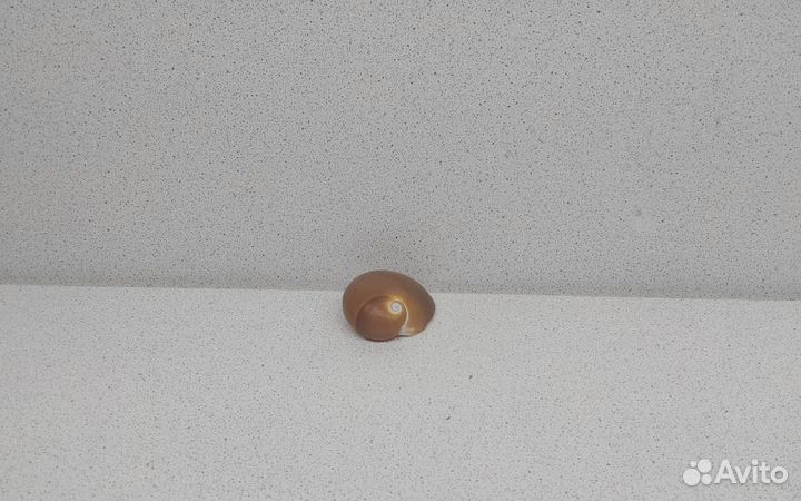 Натика 4,4 морская ракушка раковина