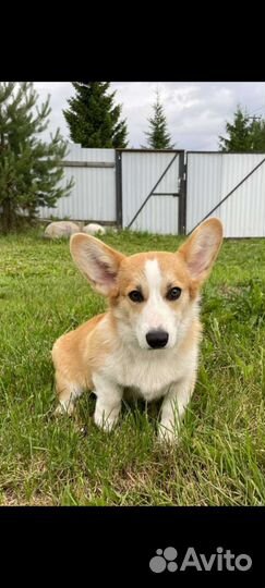 Вельш-корги пемброк мальчик