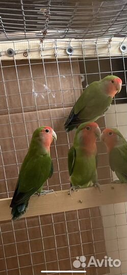 Попугай с клеткой продам