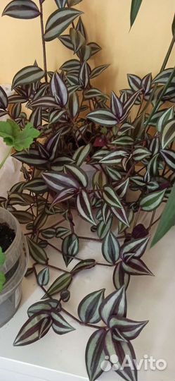 Традесканция 