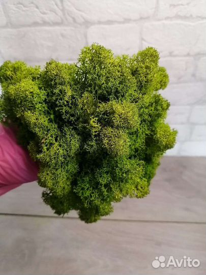 Мох стабилизированный оптом и в розницу