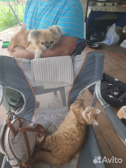 Котёнок тигрёнок рыжий