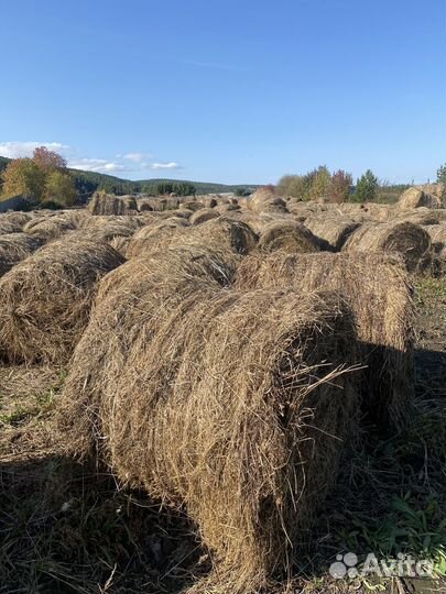 Сено в рулонах