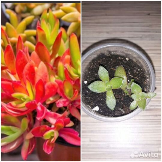 Суккуленты