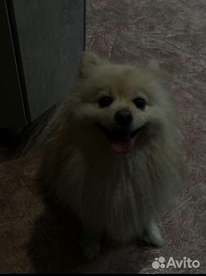 Шпиц мальчик вязка