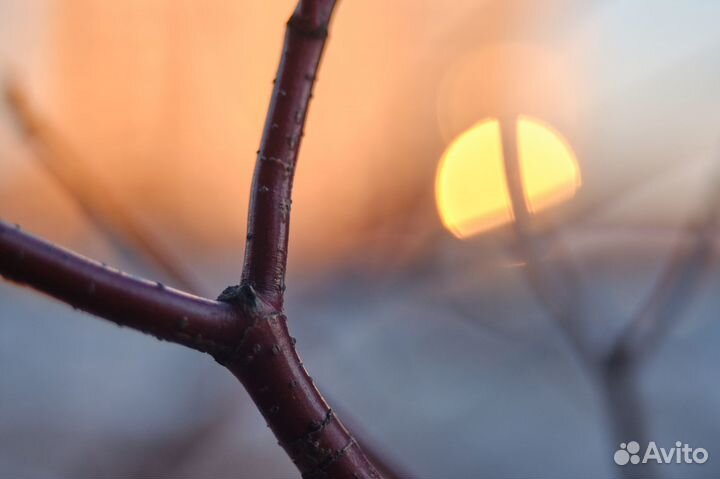 Tamron Adaptall 28mm f/2.8 02B и 35-70 f/3.5 17A