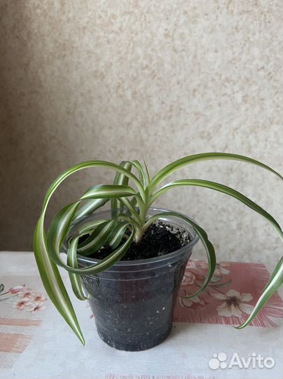 Комнатный цветок. Хлорофитум