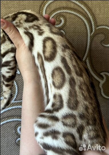 Бенгальская кошка