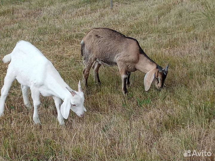 Нубийские козлики