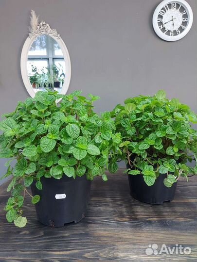 Пилея монетолистная подвесная