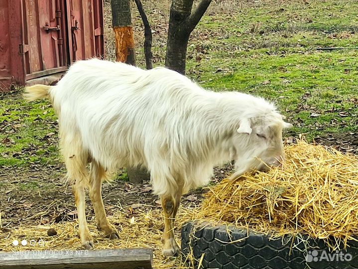 Козел и Козы дойные