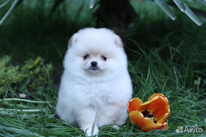 Померанский шпиц девочка