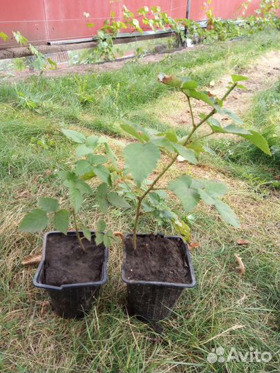 Саженцы ежевики