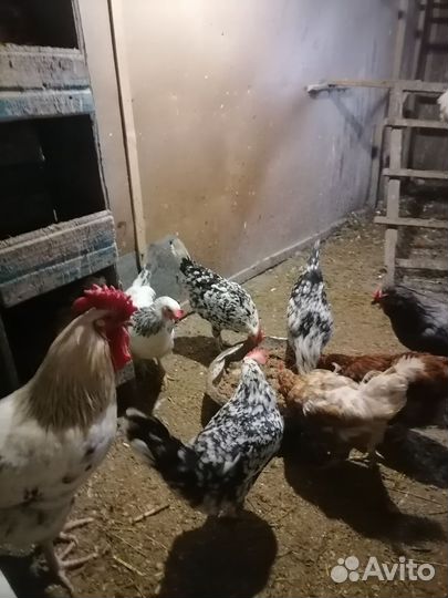 Куры домашние