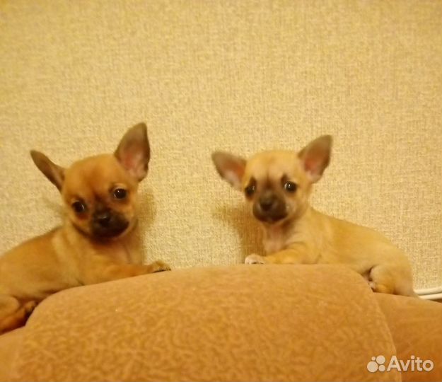 Супер мини чихуахуа