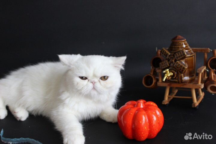 Белые экзотические котятки