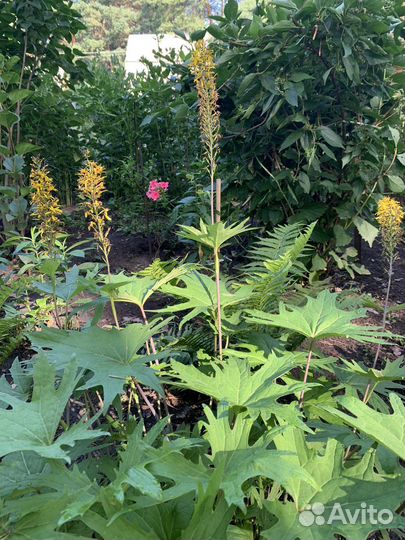 Хризантема, бузульник, Гейхера, колокольч