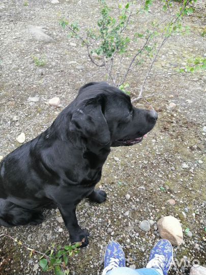 Лабрадор