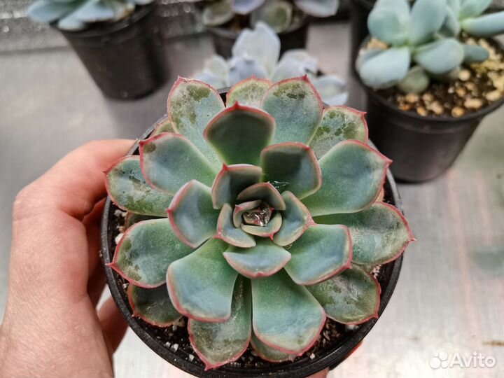 Эхеверии и пахифитум