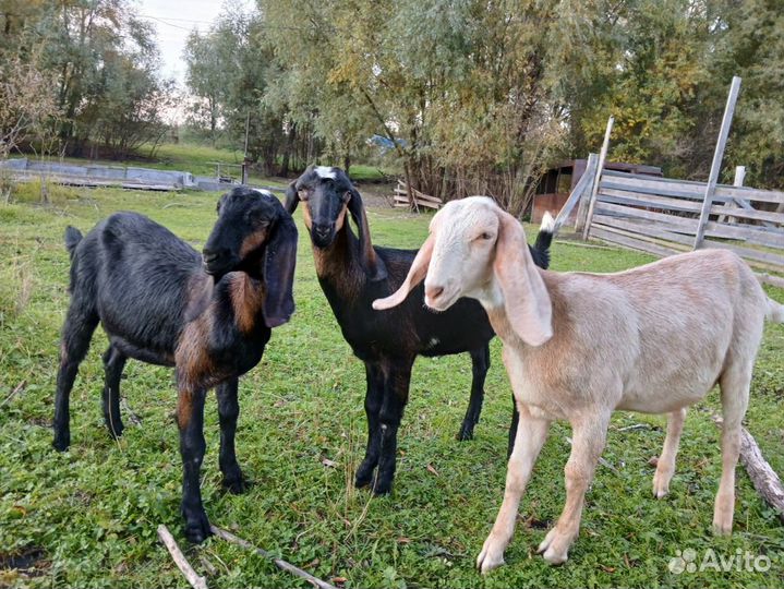 Козлята и Дойные козы