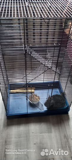 Продам шиншилла