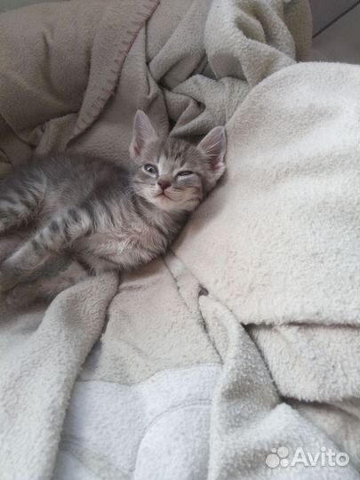 Кошка в дар