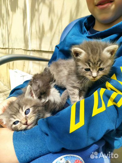 Кошка и котята в дар