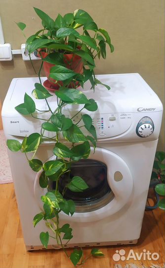 Сциндапсус