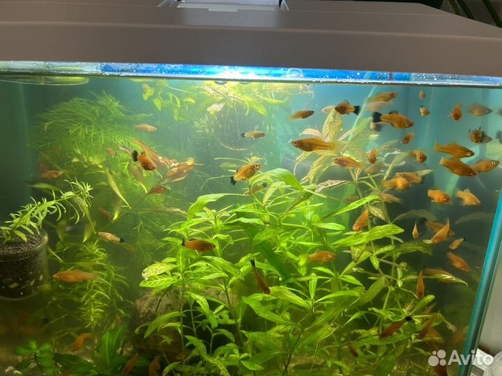 Аквариумные рыбки меченосцы