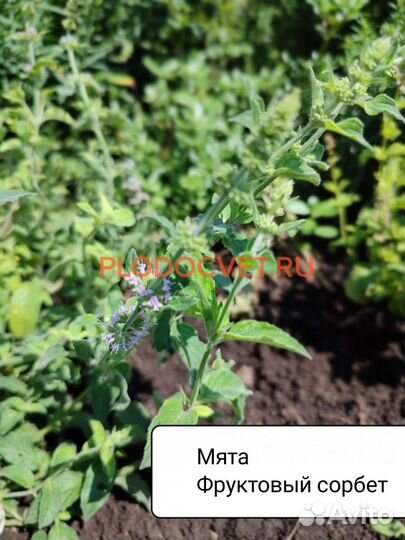 Лучшие сорта мяты