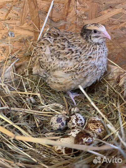 Инкубационное яйцо перепелиное