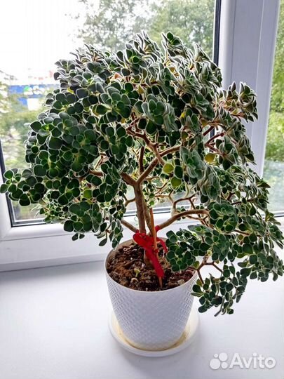Аихризон дерево любви. Подарок. Декор