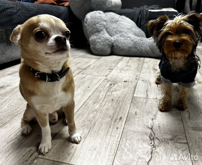 Передержка домашних животных