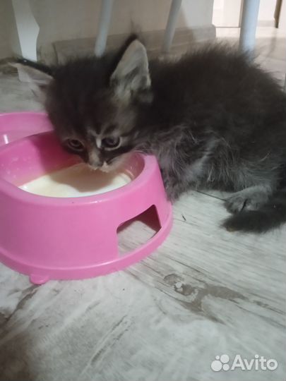 Котёнка в добрые руки