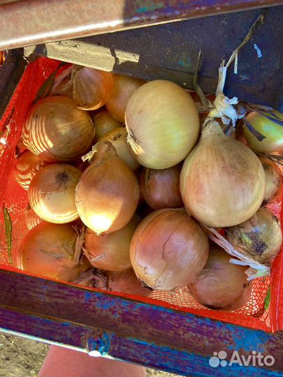 Лук репчатый Дайтона