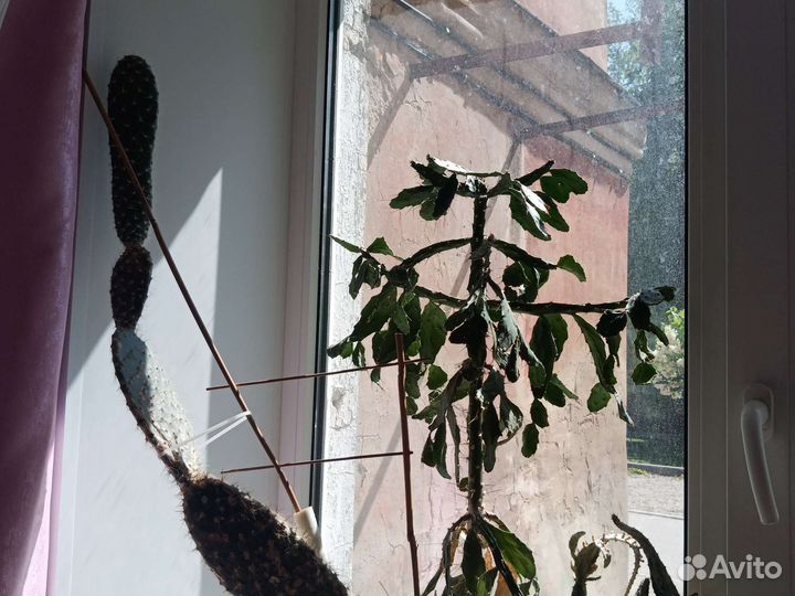 Кактус цветущий