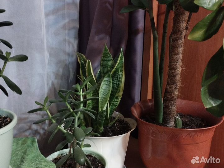 Диффенбахия