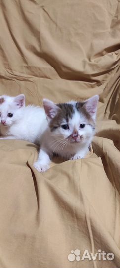 Котята