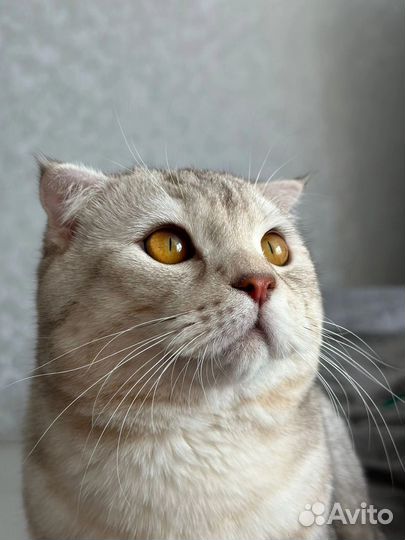 Шотладская вислоухая