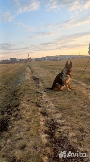 Щенки немецкой овчарки. Чистокровные