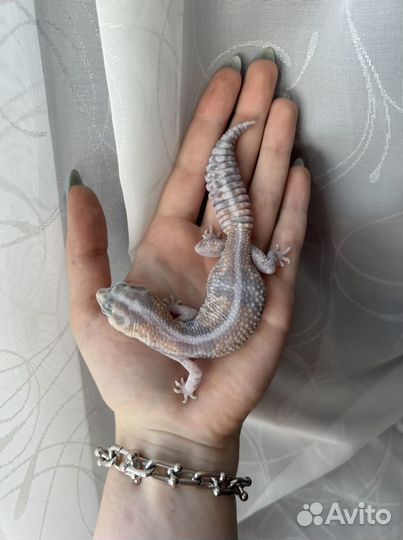 Эублефары blood, гемитекониксы, змеи