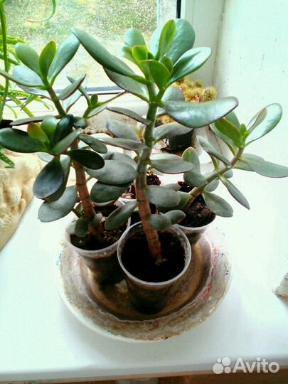 Комнатные цветы разные