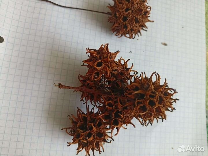 Шишки ликвидамбр