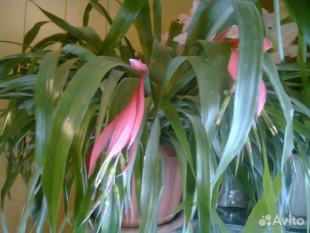 Бельбергия