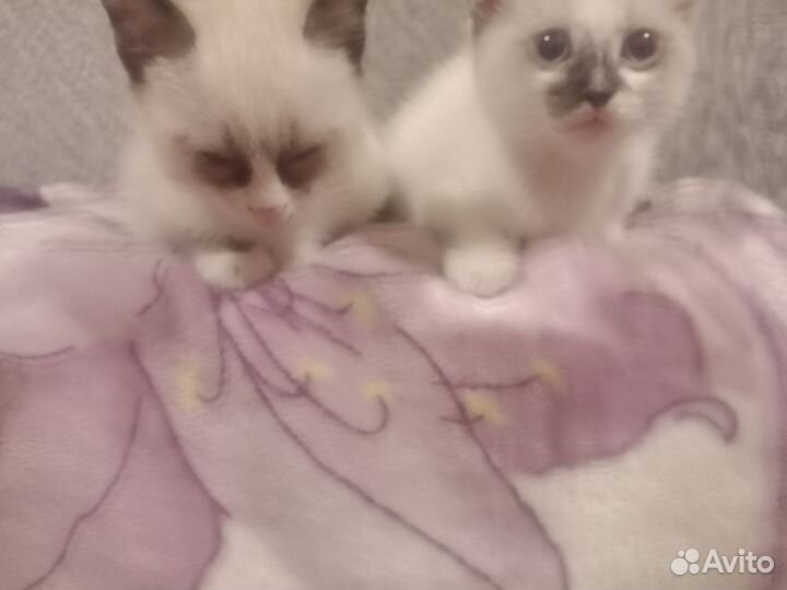 Кошка,три мальчика