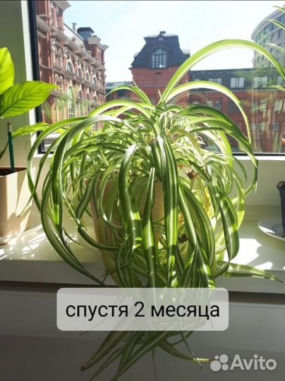 Хлорофитум кудрявый