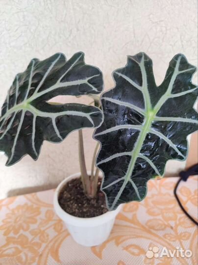 Монстера манки