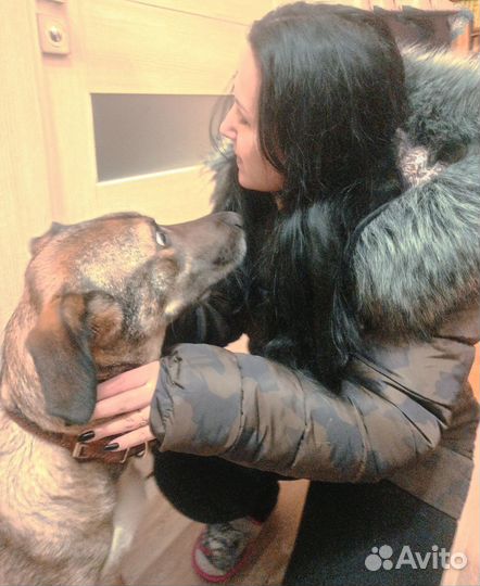 Собака Лада в добрые руки