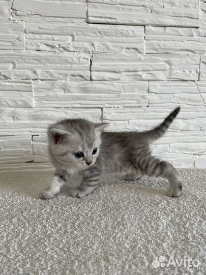 Британская кошка