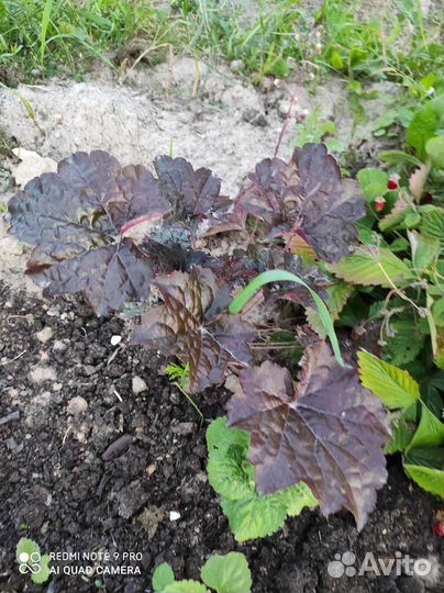 Гейхера Солнцецвет Хоста